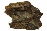 Fossil Dinosaur (Triceratops) Shed Tooth - Montana #339749-1